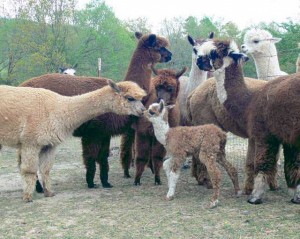 Dixies Cria Buffalo River Alpacas