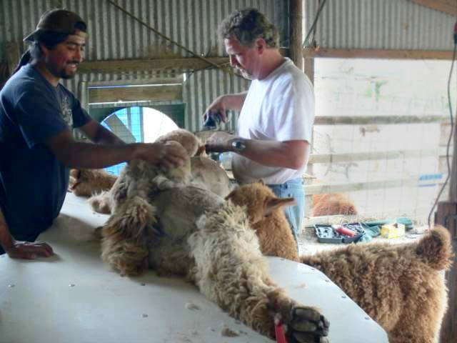 Shearing and nursing
