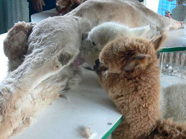 Milk thief shearing and nursing
