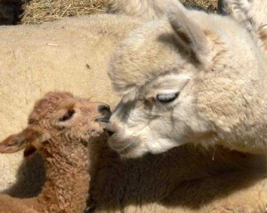 Premature cria premie