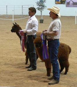 Show alpaca show pic