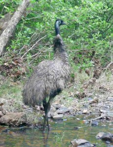 Emu free