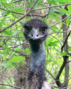 Emu face Emu face