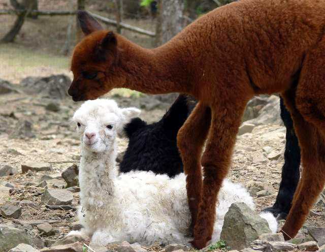 Onyx's cria & Betsy's cria