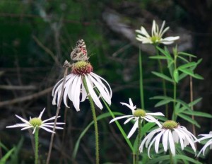 Echinacea with butterfly Echinacea and butterfly