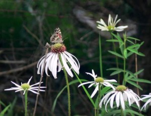 Echinacea and butterfly