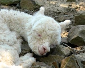 sleeping cria