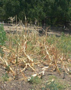 Corn and garden Corn destroyed