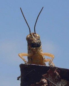 Grasshopper close up