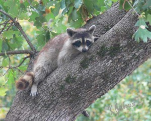 Raccoon