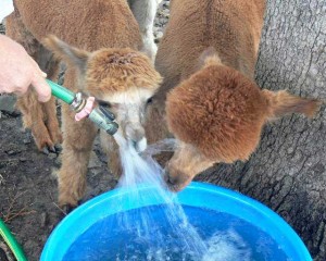 Alpacas and water