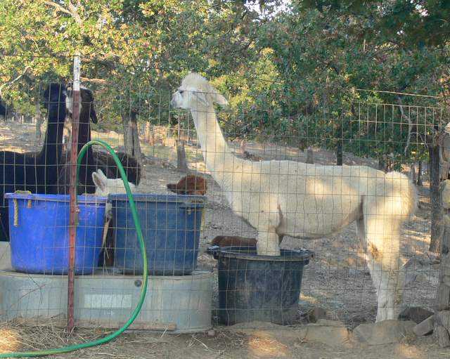 Bianca and the water buckets Raise the water buckets