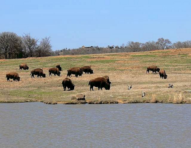 Choctaw Buffalo