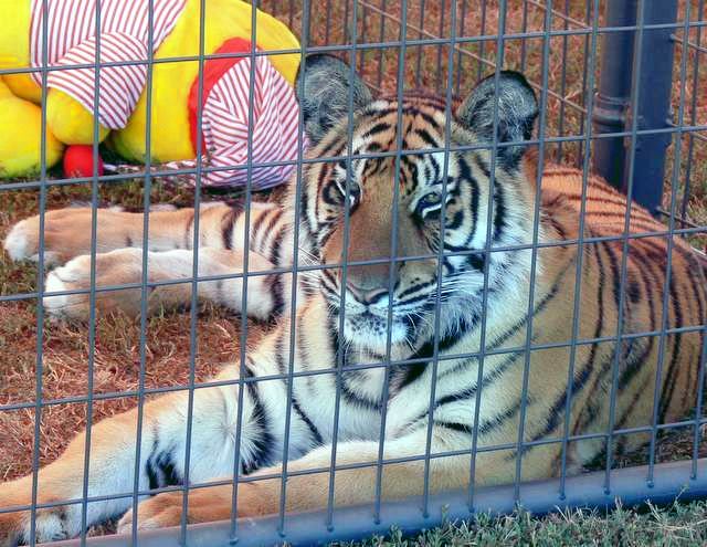 Festival tiger