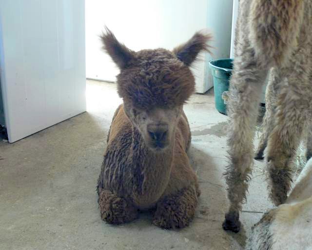 Alpaca with heat stress alpaca with heat stress