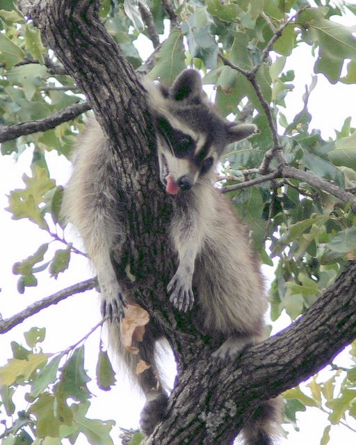 Hot coon Hot coon