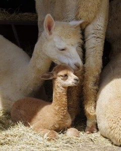 Early cria with mom