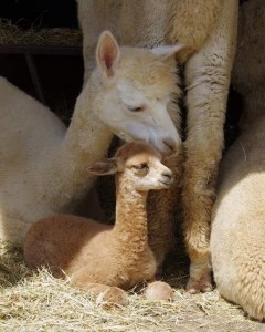 Early cria Early cria with mom