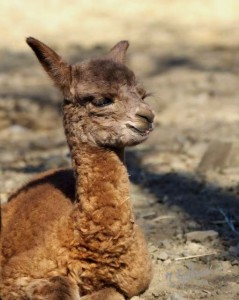 Cate a female cria