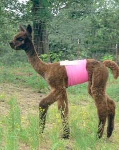 Cria with hernia wrap