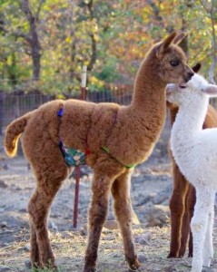 Cria wearing hernia belt