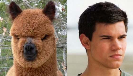I didn't even know who Taylor Lautner was I looked him up online and found