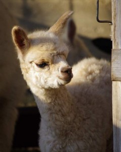 Alpaca baby Jenni's baby