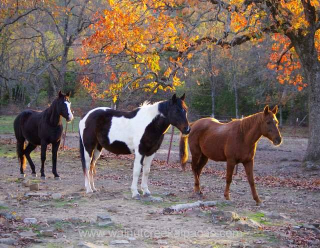 Our horses at Walnut Creek