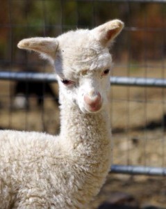 Blind cria