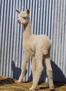 Independent cria