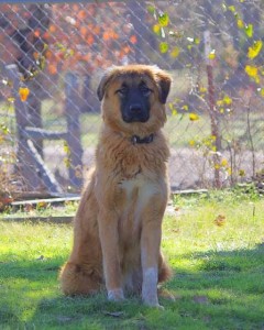 Anatolian Shepherd