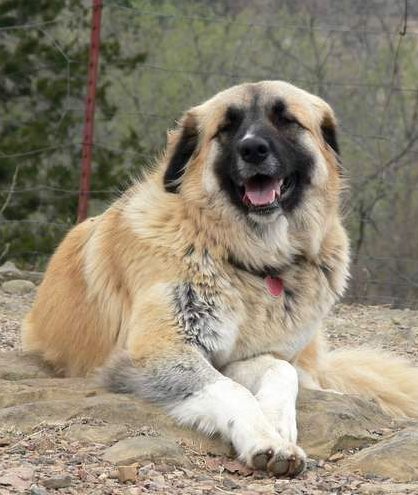 Anatolian Shepherd Leila