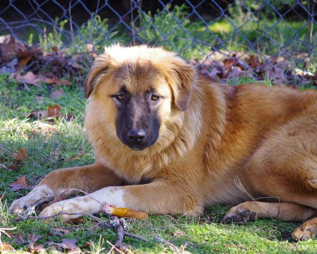 Guardian dog, Lacey