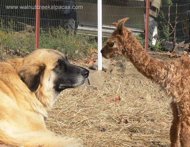 Leila loves the alpacas