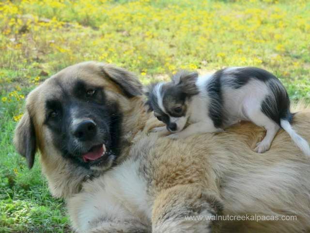 Leila loves our chihuahuas