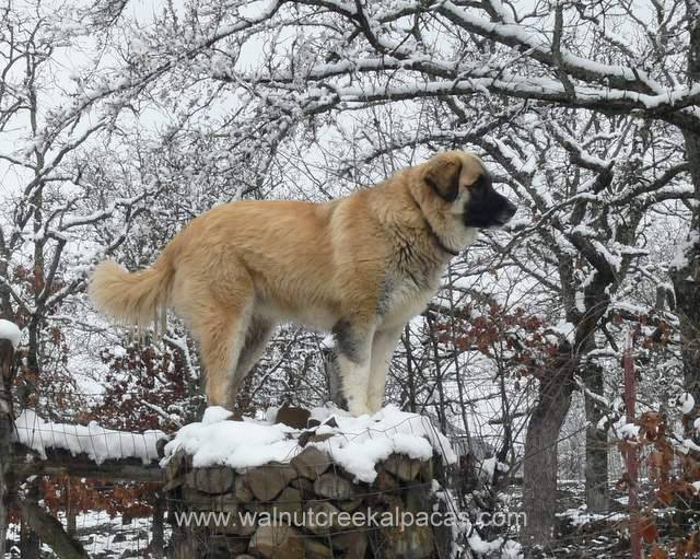 Leila livestock guardian dog