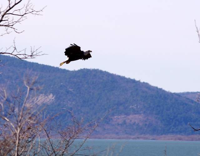 Bald Eagle at Sardis Lake