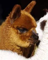 Twilight alpaca Twilight alpaca