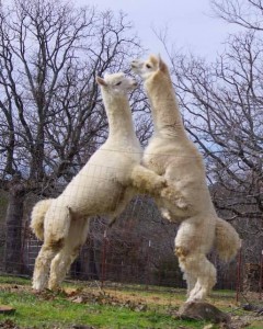 Alpaca males tango