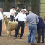 Dave at the Alpaca Show