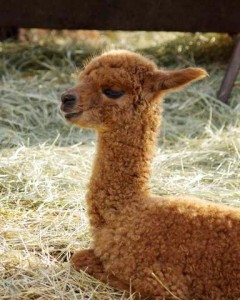 Brown Puccini cria