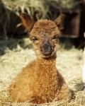 Magic cria smile