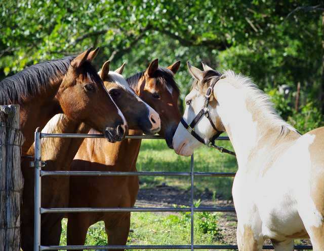 Meeting the other horses Kiloh meets the other horses