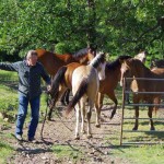 Making horse friends Making horse friends