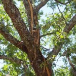 Lightning strike tree