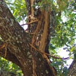 Lightning hit tree