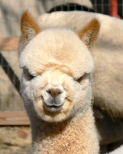 Big alpaca smile alpaca smile 240x300 Business days changed
