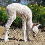 Premature alpaca cria