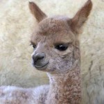 Magic alpaca cria