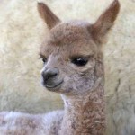 Magic alpaca cria